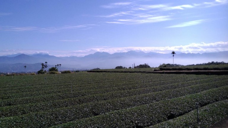 高山茶